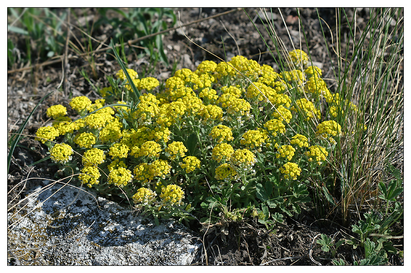 Изображение особи Alyssum lenense.