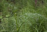 Thyselium palustre