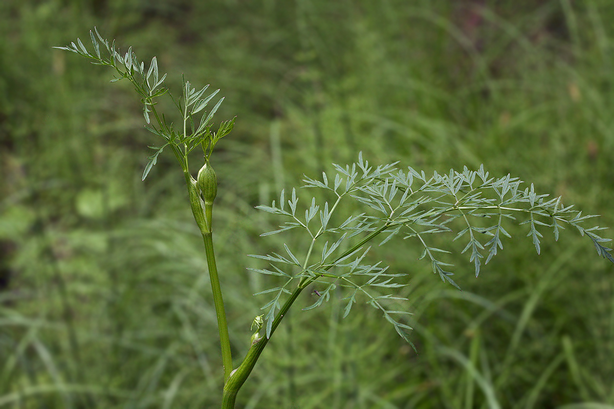 Изображение особи Thyselium palustre.