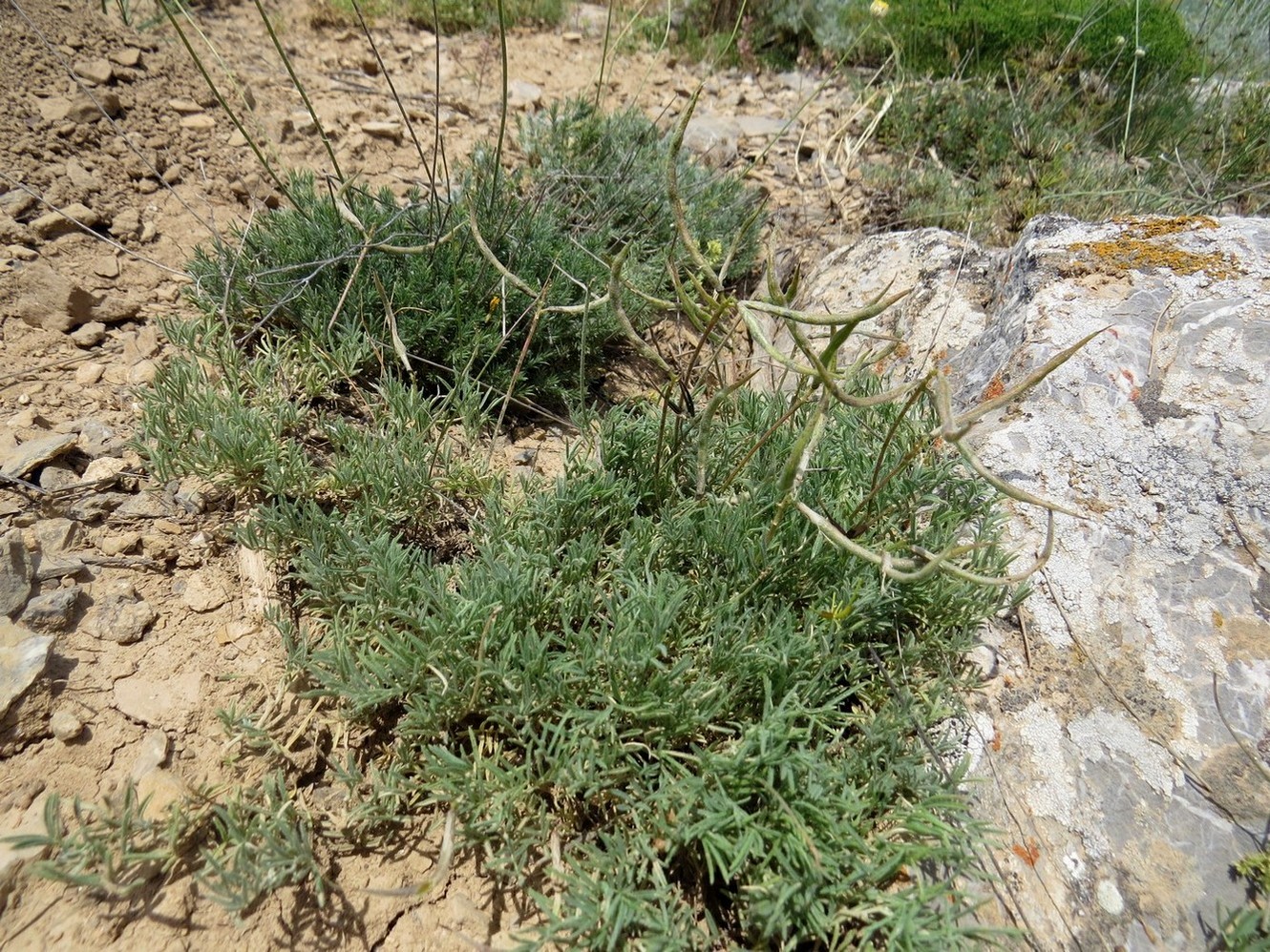 Изображение особи Astragalus falcigerus.