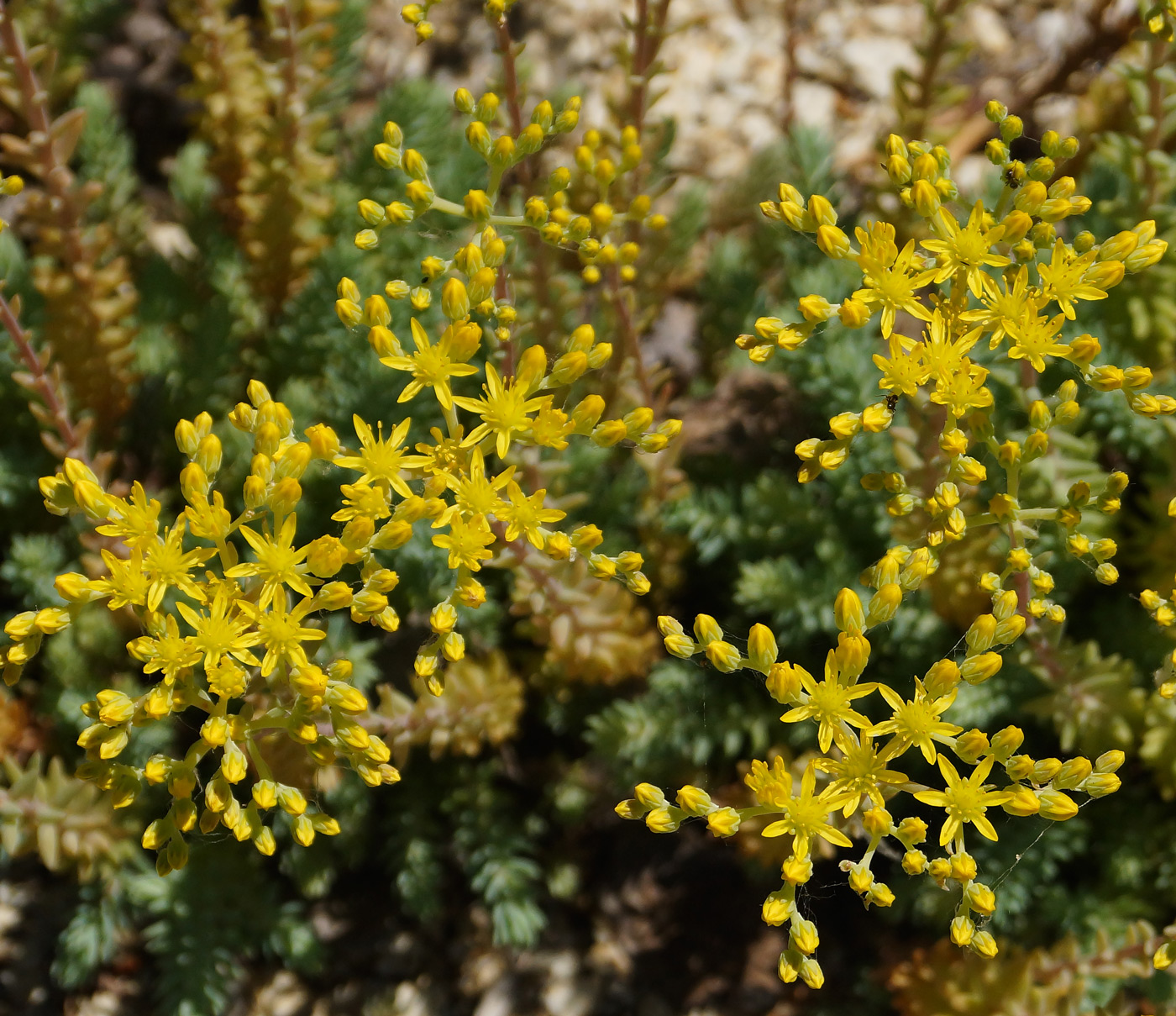 Image of Sedum reflexum specimen.