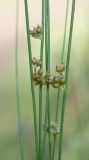 Juncus filiformis