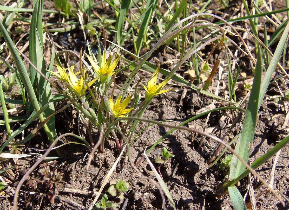 Image of genus Gagea specimen.