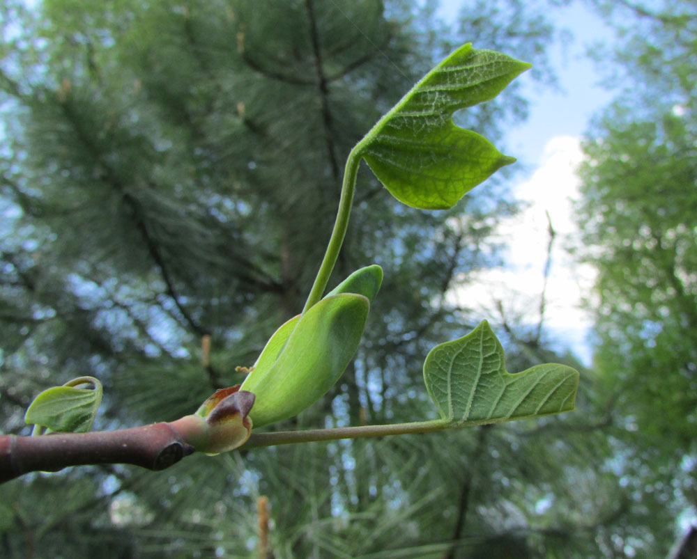 Image of Liriodendron tulipifera specimen.