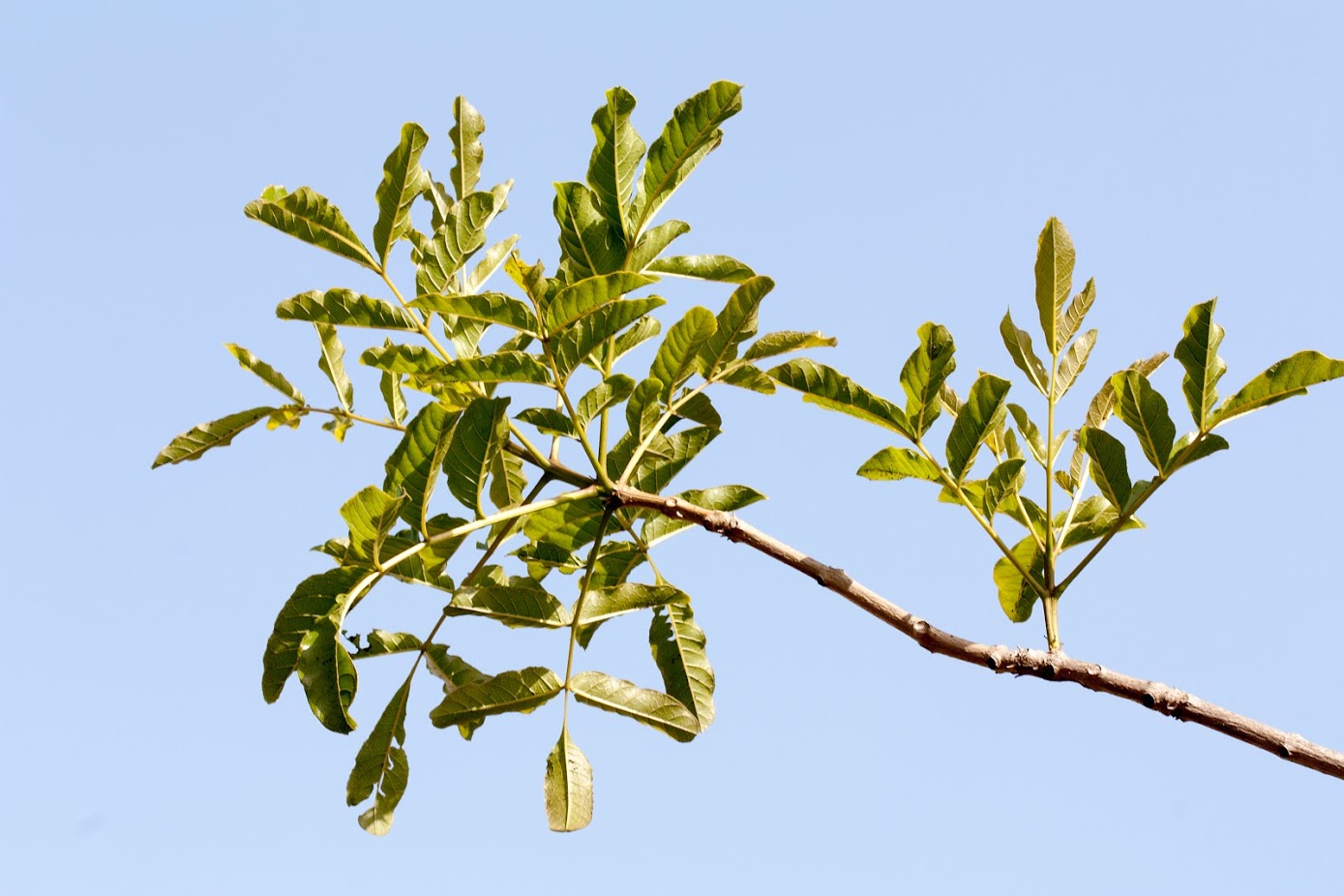 Изображение особи Kigelia pinnata.