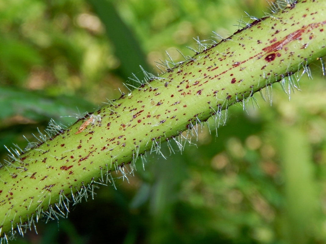 Image of Heracleum sosnowskyi specimen.