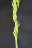 Poa compressa