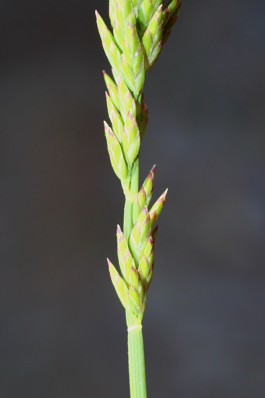 Image of Poa compressa specimen.
