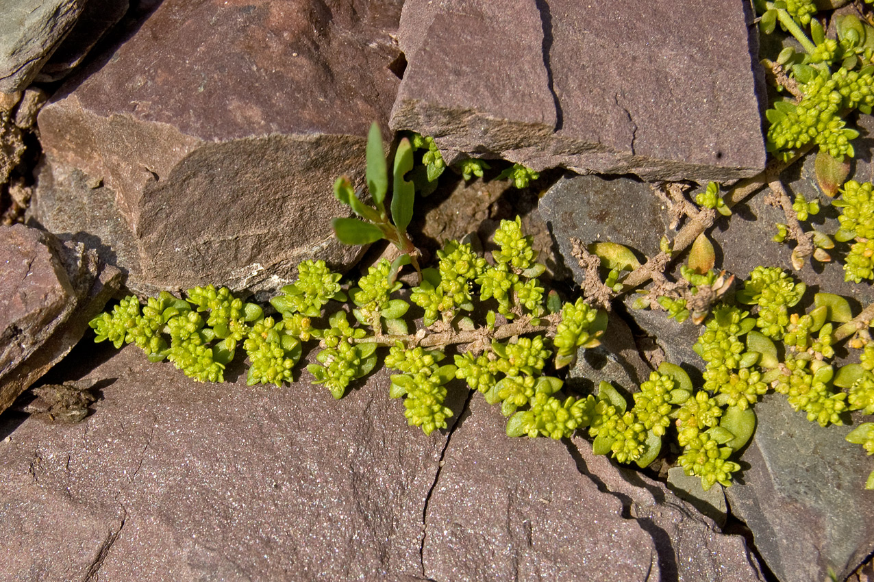 Image of Herniaria glabra specimen.