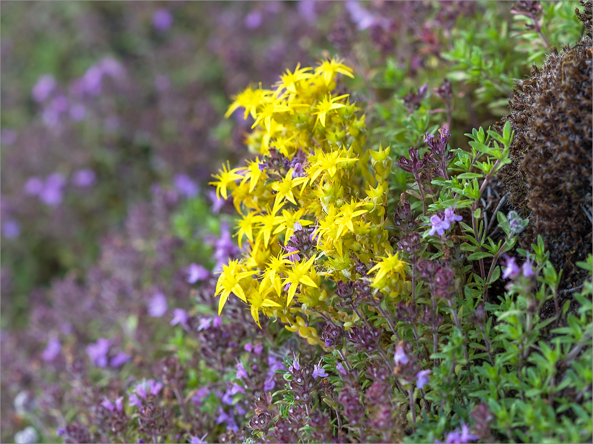 Image of Sedum acre specimen.