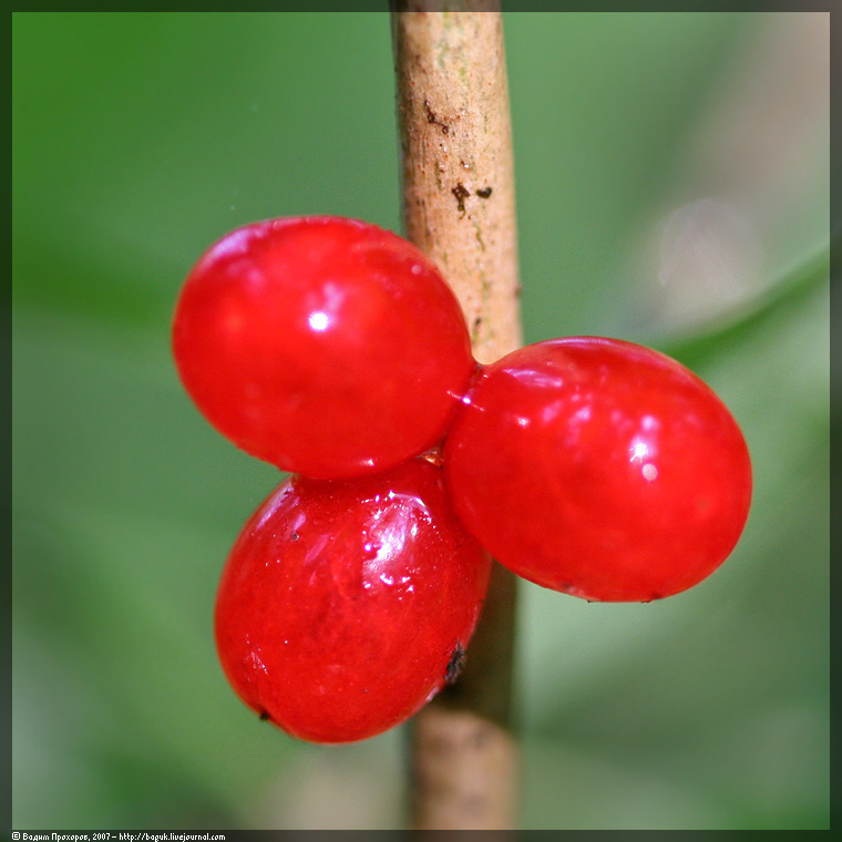 Изображение особи Daphne mezereum.