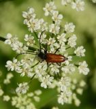 Image of taxon representative. Author is Евгений Спиваковский