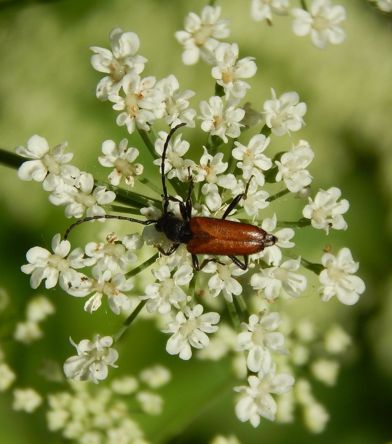 Image of Aegopodium podagraria specimen.