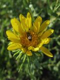 Grindelia squarrosa