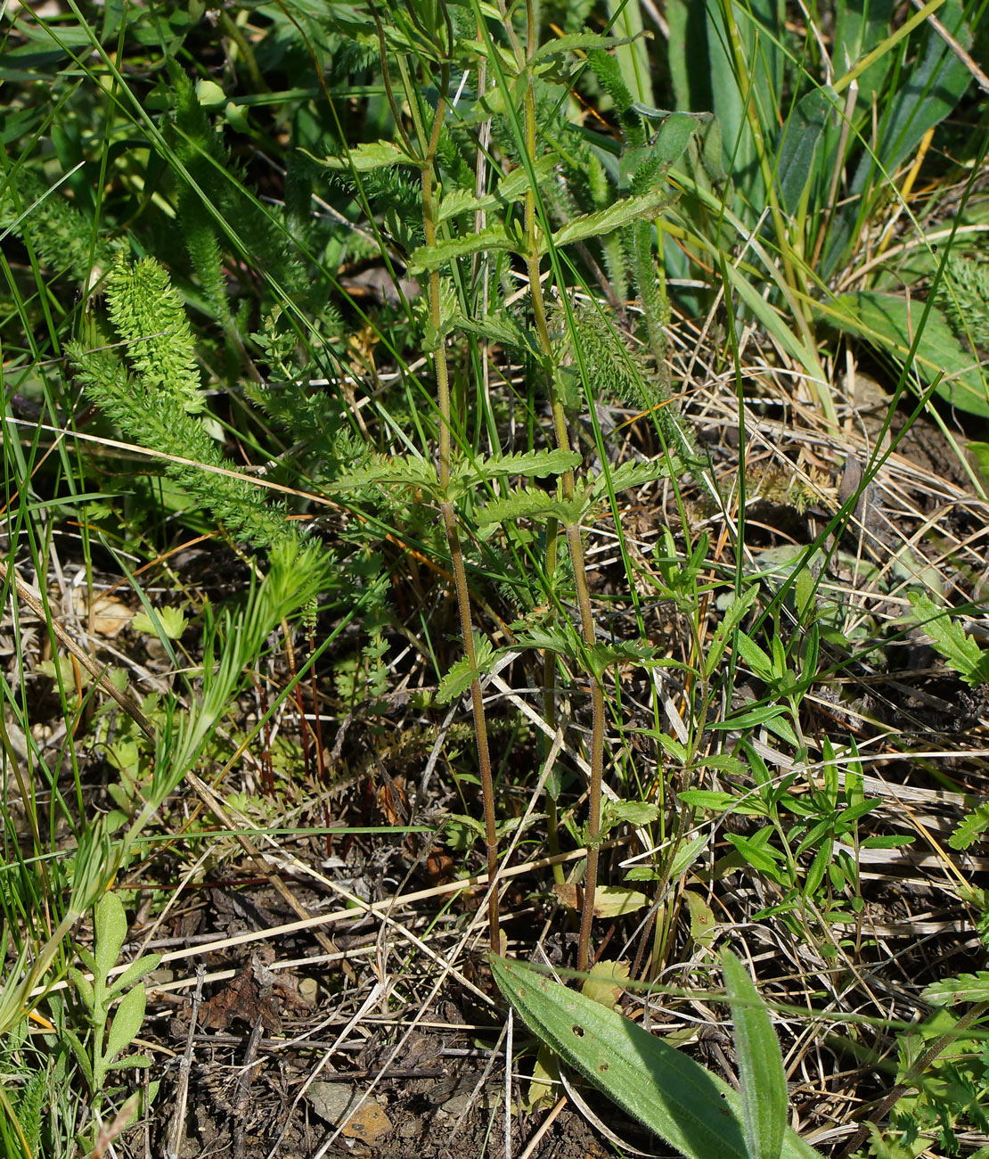 Image of Veronica krylovii specimen.