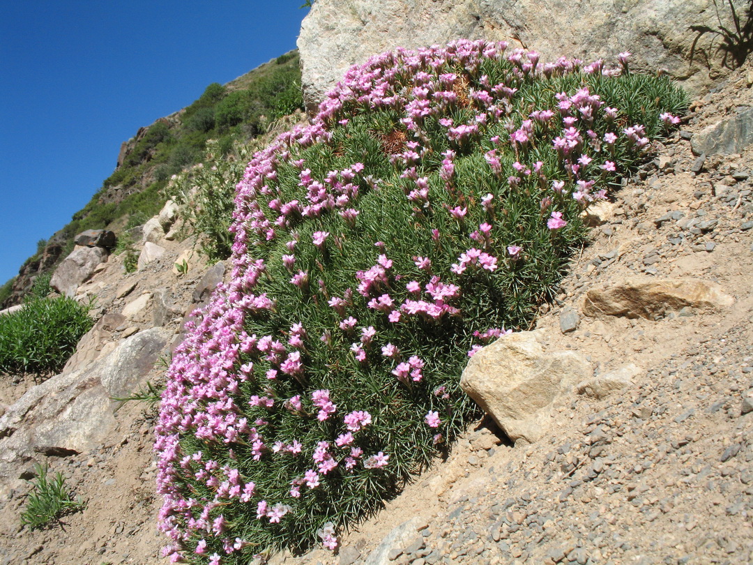 Image of Acantholimon litvinovii specimen.