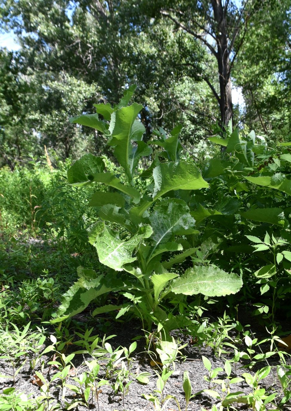 Image of Sonchus arvensis ssp. uliginosus specimen.