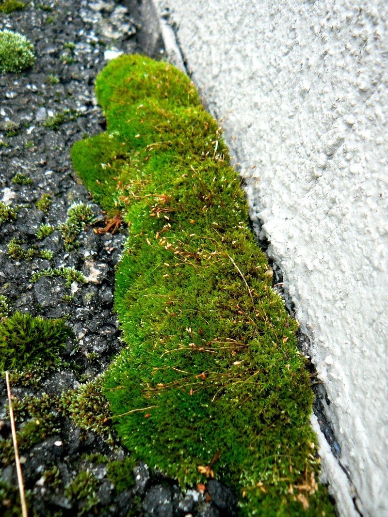 Image of genus Bryum specimen.