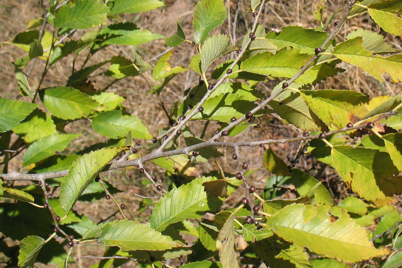 Image of Ulmus pumila specimen.