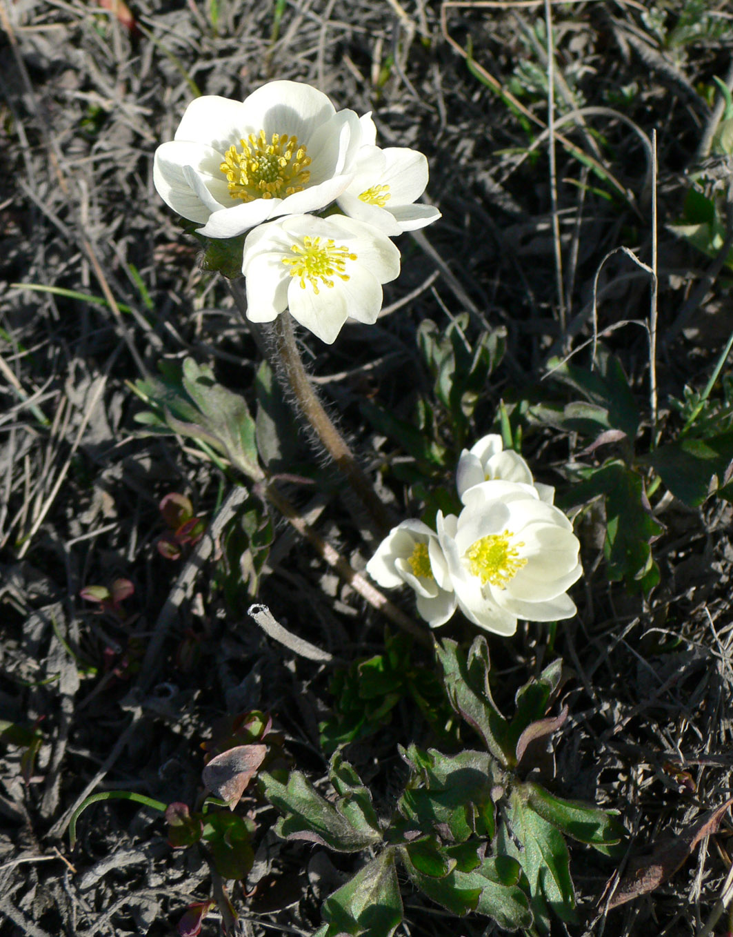 Изображение особи Anemonastrum sibiricum.