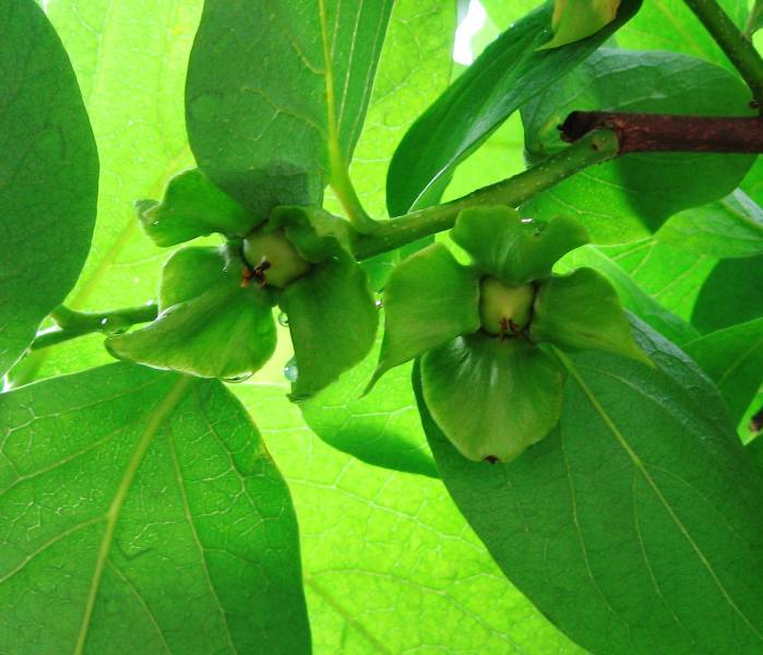 Изображение особи Diospyros virginiana.
