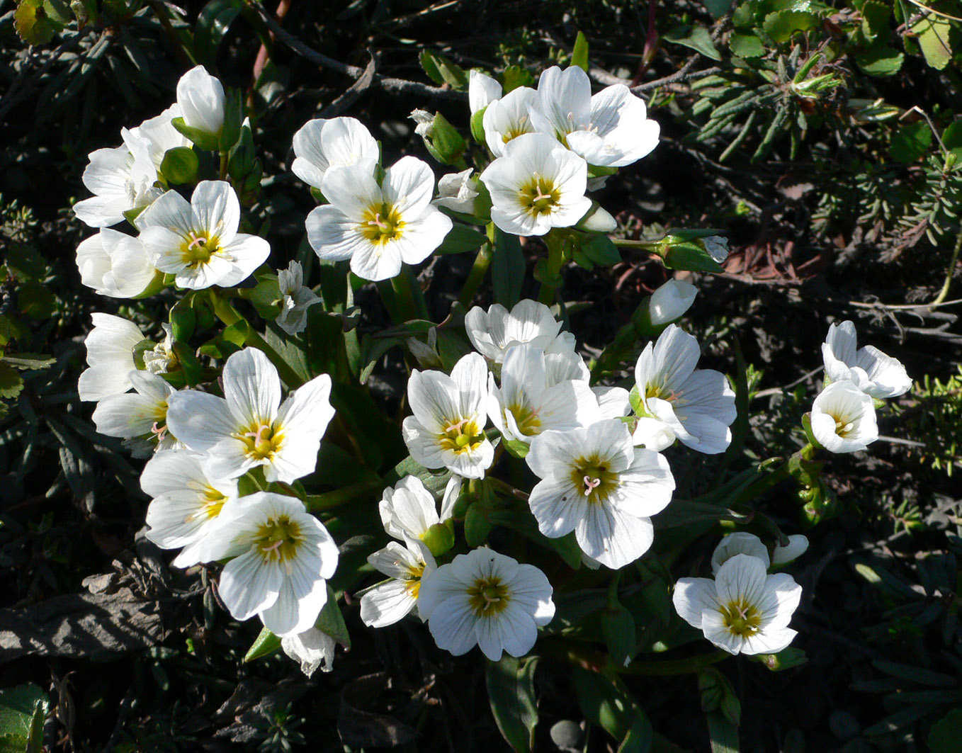 Image of Claytonia acutifolia specimen.