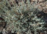 Artemisia frigida