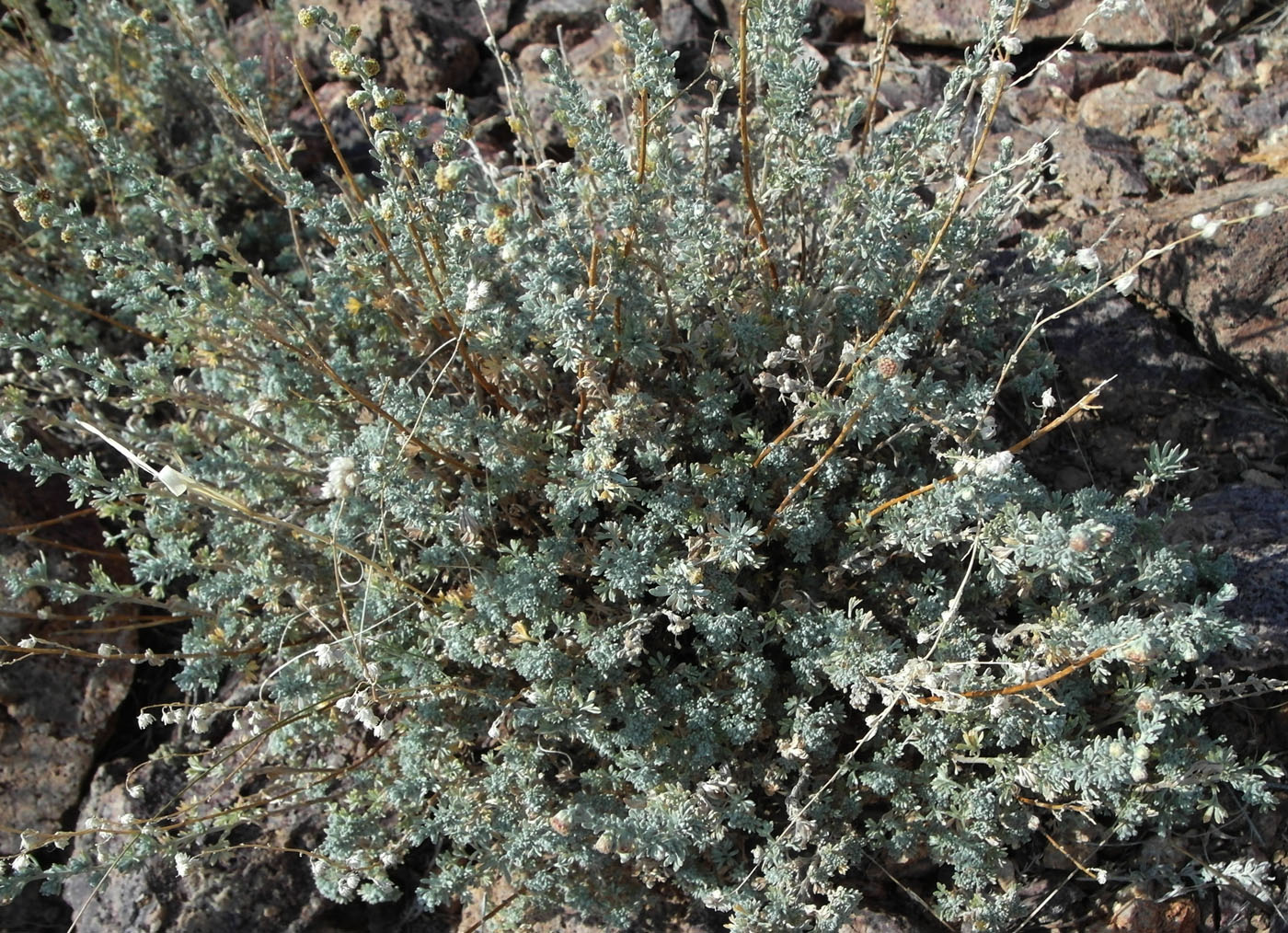 Изображение особи Artemisia frigida.