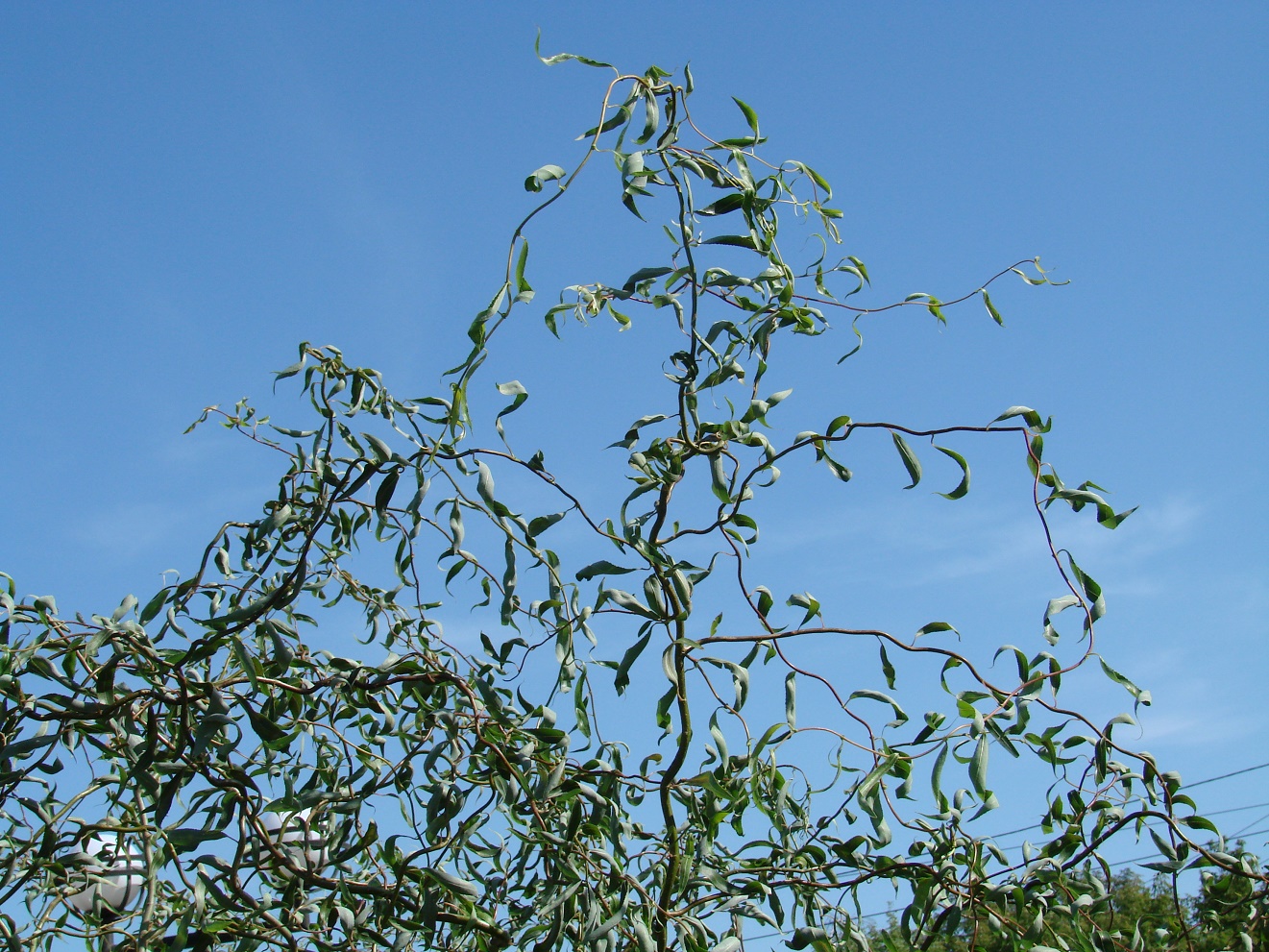 Image of genus Salix specimen.