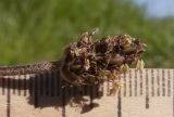 Plantago atrata. Соплодие. Адыгея, Кавказский биосферный заповедник, склон горы Оштен, ≈ 2000 м н.у.м., дно высохшей лужи от стаявшего снежника. 18.07.2015.