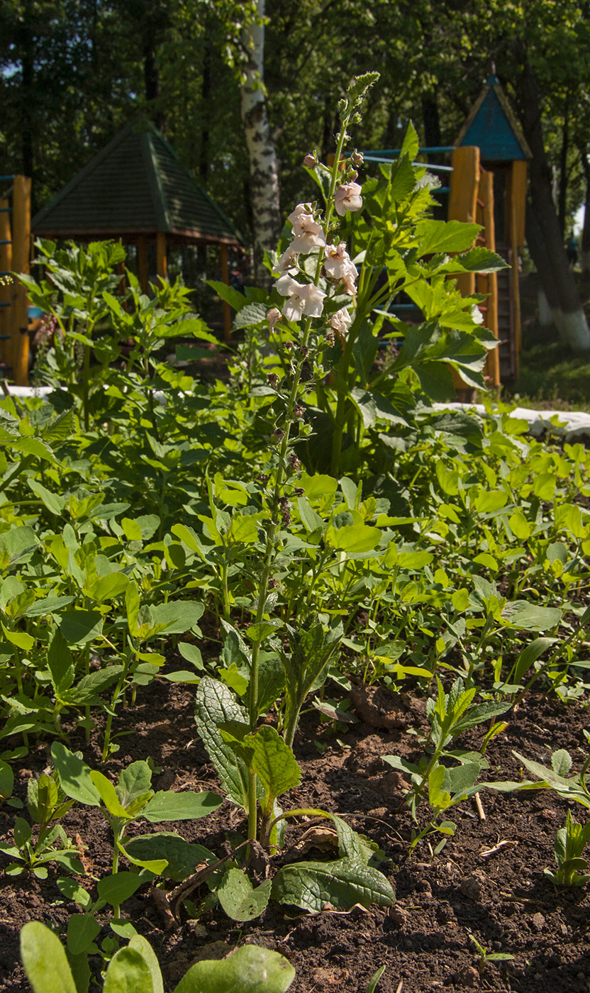 Изображение особи Verbascum phoeniceum.