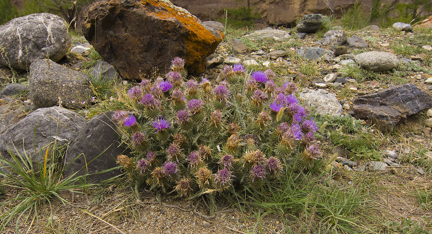 Image of Ancathia igniaria specimen.