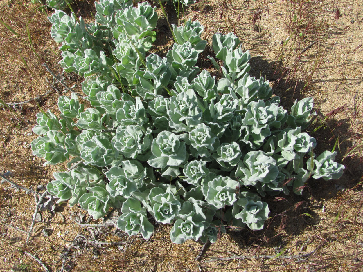 Изображение особи Convolvulus persicus.