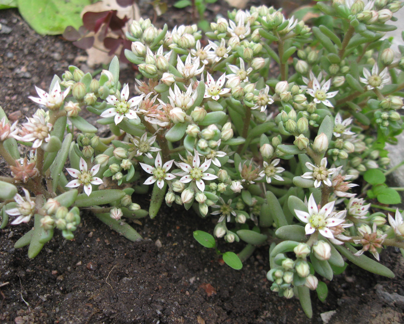 Image of Sedum hispanicum specimen.