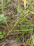 Lepidium densiflorum