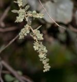 Atriplex nummularia