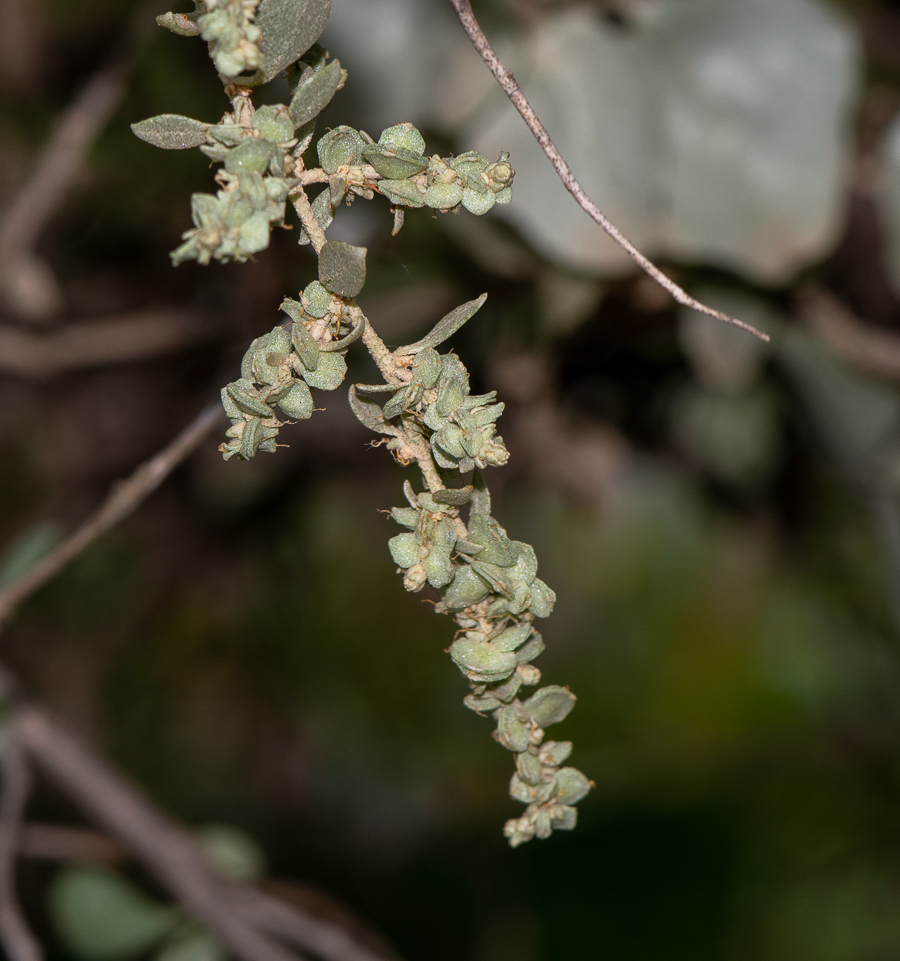 Изображение особи Atriplex nummularia.