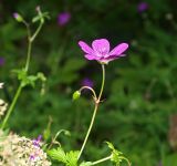 Geranium palustre. Соцветие с цветком и бутоном. Московская обл., Раменский р-н, пос. Ильинский, на улице у мелиоративной канавы. 13.07.2018.