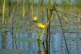 Nuphar lutea