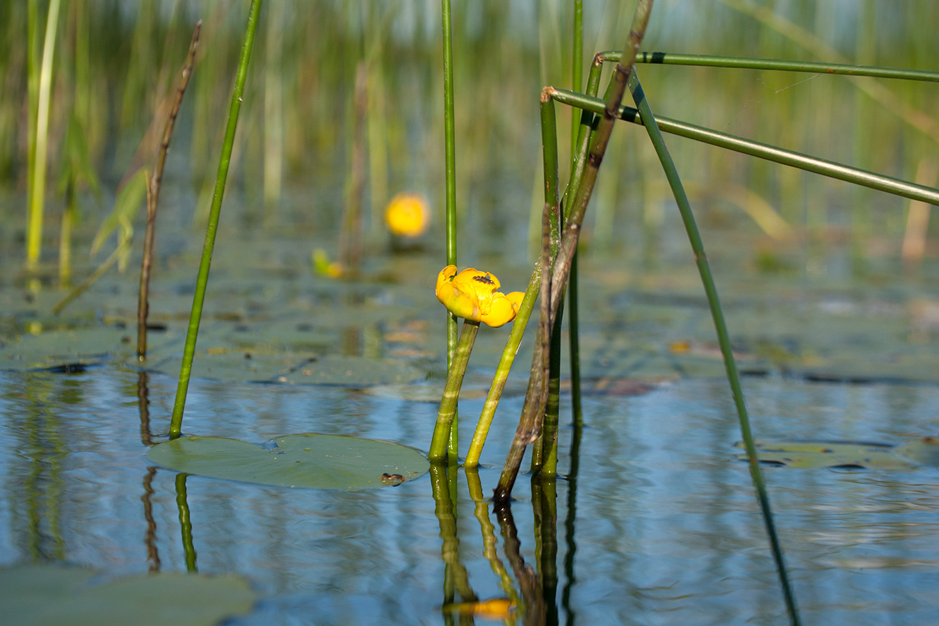 Изображение особи Nuphar lutea.