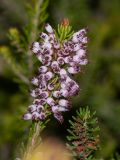 Erica multiflora