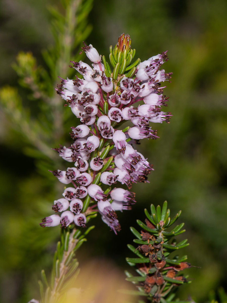 Image of Erica multiflora specimen.