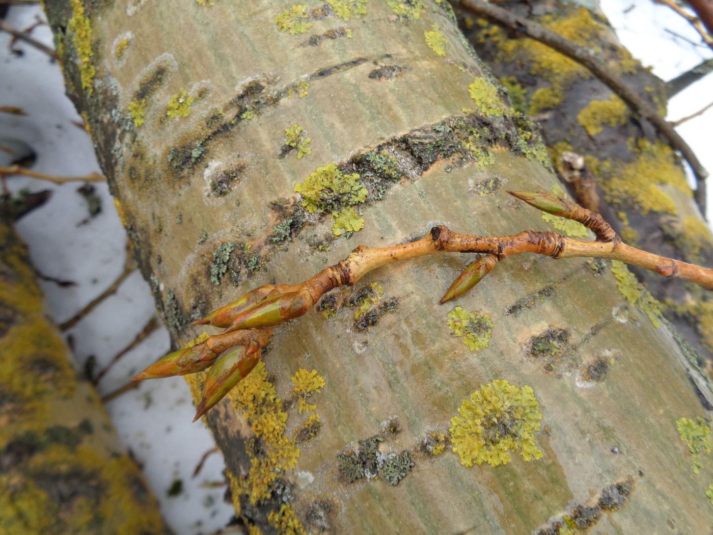 Image of Populus &times; sibirica specimen.