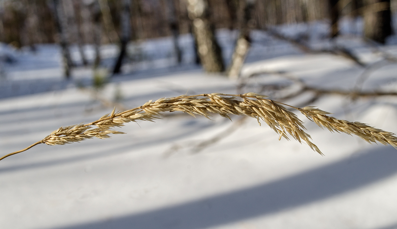 Image of Calamagrostis arundinacea specimen.