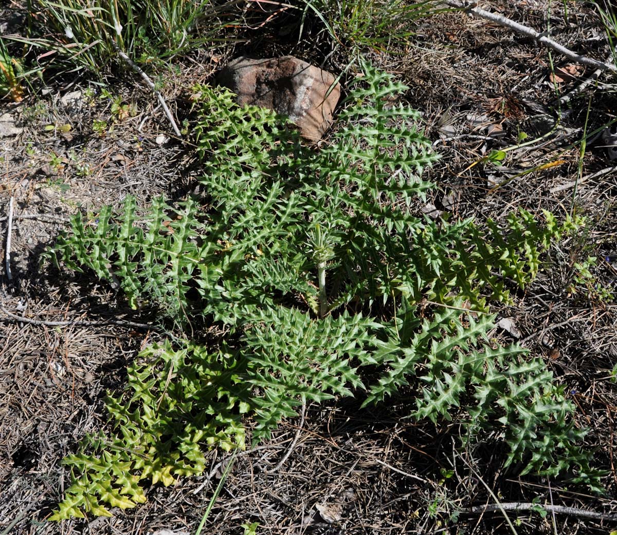 Изображение особи семейство Asteraceae.