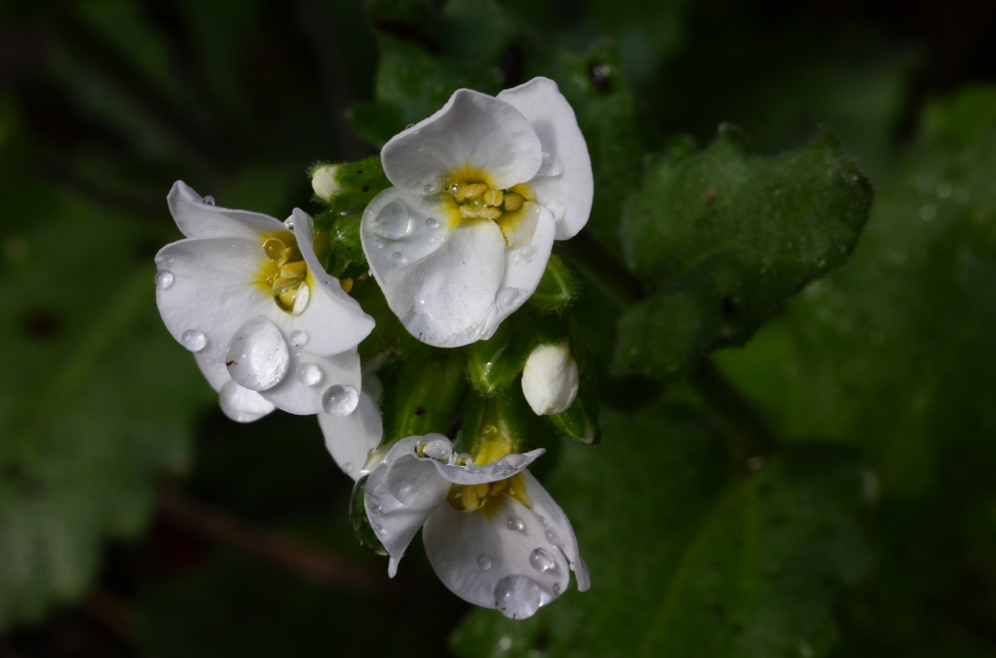 Изображение особи Arabis caucasica.