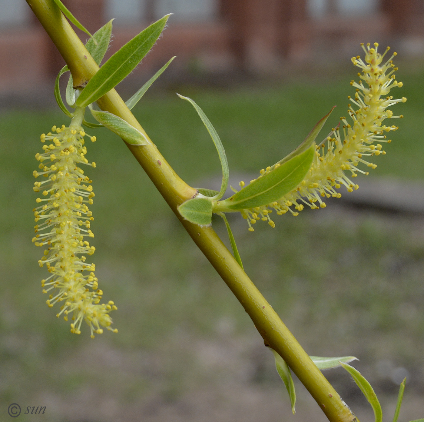 Image of Salix babylonica specimen.