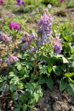 Corydalis solida. Цветущее растение. Москва, природно-ландшафтный парк \"Зарядье\", в культуре. 21.04.2019.