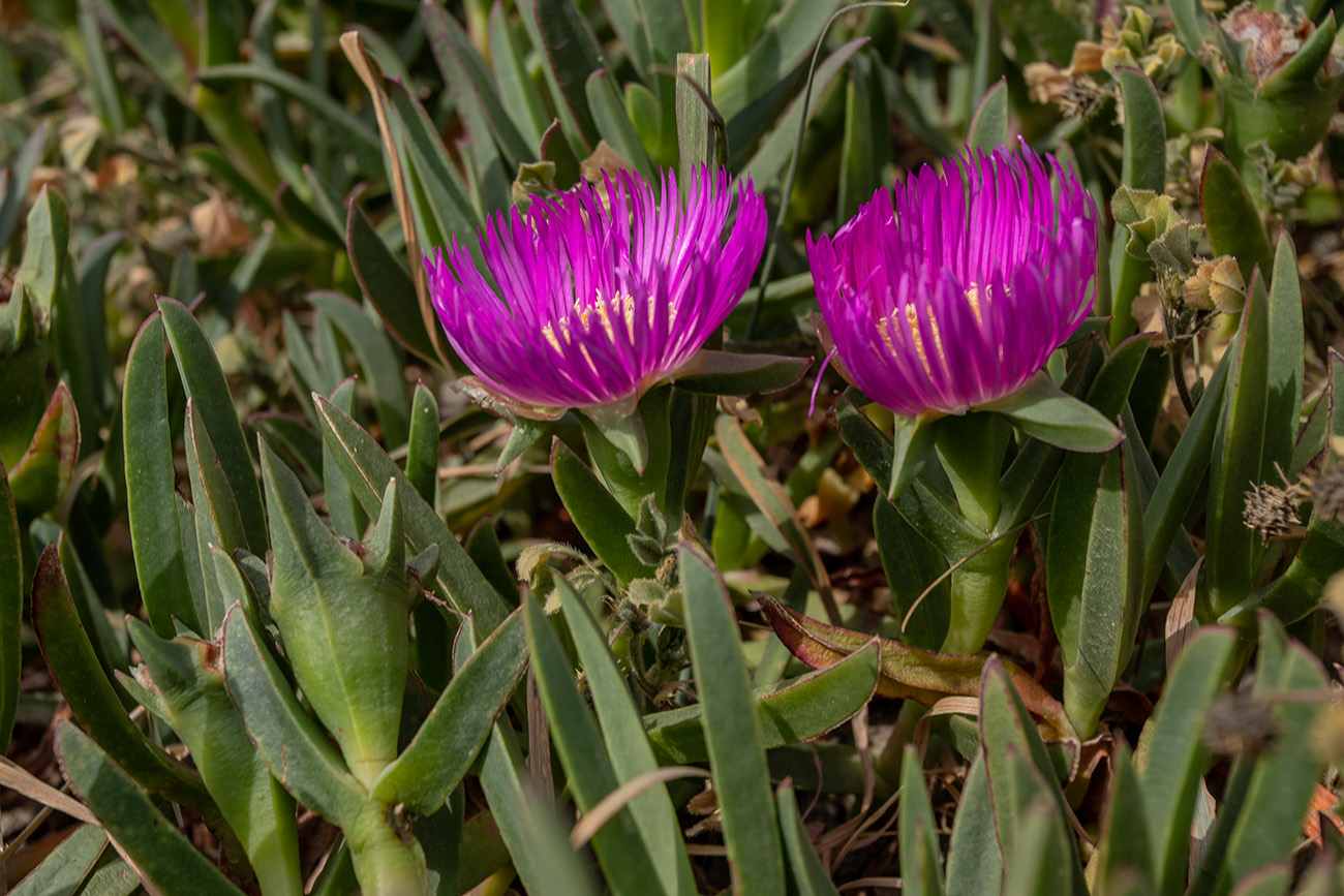 Изображение особи Carpobrotus acinaciformis.