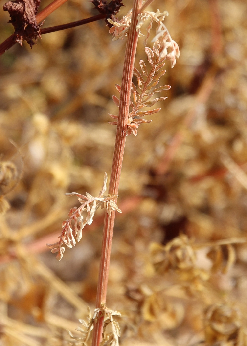 Image of Reseda alba ssp. decursiva specimen.